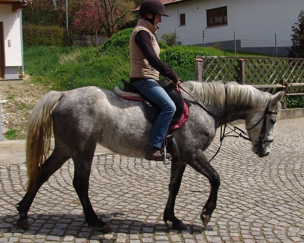 Pferd Lei (Connemara-Pony, 2011)