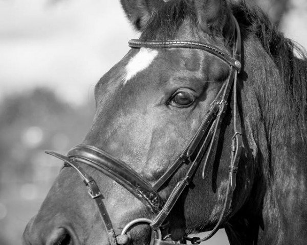 dressage horse Filius R (Rhinelander, 2009, from Filius Bedo)