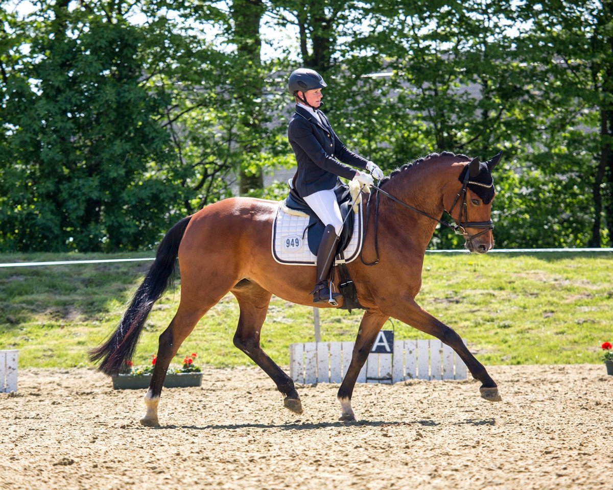 broodmare Sienna 43 (Hanoverian, 2010, from Scolari)