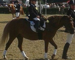 Dressurpferd Lotti (Welsh Mountain Pony (Sek.A), 2010, von Domeniek)