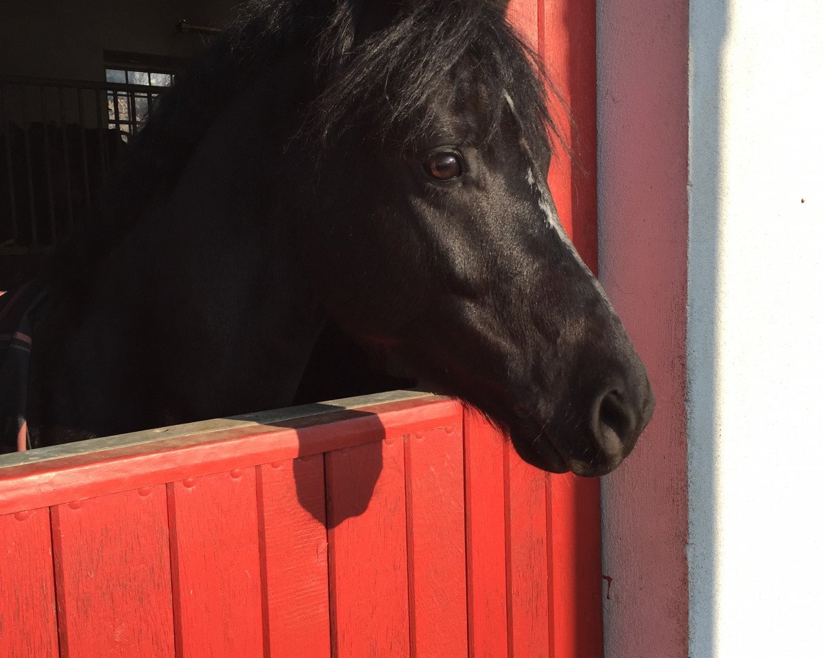 Dressurpferd Black Balou (Deutsches Reitpony, 2010, von Baumann)