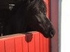 dressage horse Black Balou (German Riding Pony, 2010, from Baumann)