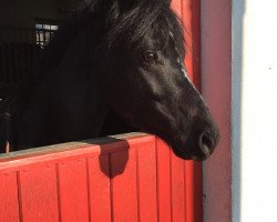 dressage horse Black Balou (German Riding Pony, 2010, from Baumann)