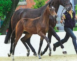 broodmare Fürstenblume dei Folletti (Hanoverian, 2011, from Fürst Romancier)