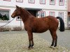 broodmare Lady Oldenburg (Oldenburg, 1998, from Lady's King)