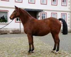 Zuchtstute Lady Oldenburg (Oldenburger, 1998, von Lady's King)