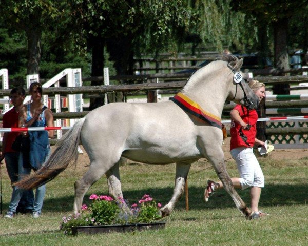 broodmare Julietta (Fjord Horse, 2009, from Kristofferson)