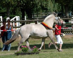 broodmare Julietta (Fjord Horse, 2009, from Kristofferson)