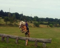 stallion Wotan (0,78% ox) (Haflinger, 1993, from Wallenstein (1,57% ox))