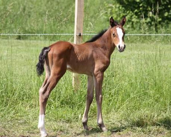 Springpferd Amina d'Amour (Bayer, 2016, von Actender)