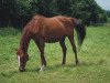 broodmare Pramina xx (Thoroughbred, 1994, from Chief Singer xx)