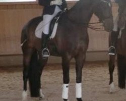 dressage horse Don-Marcus (Oldenburg, 2002, from Don Larino 171 FIN)