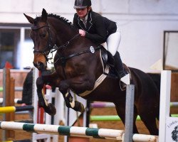 Springpferd Amira 144 (KWPN (Niederländisches Warmblut), 2005, von Gentleman)