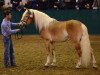 stallion Arktos (Haflinger, 2007, from Anthony)