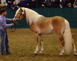 stallion Arktos (Haflinger, 2007, from Anthony)