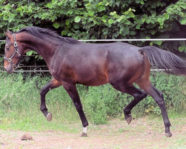 Deckhengst Noa (Oldenburger, 2015, von Negro)