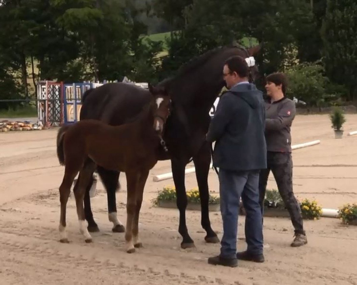jumper Cascalotte (Westphalian, 2016, from Cascavelle NT)