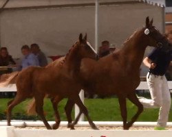 dressage horse Don Confetti (German Riding Pony, 2016, from Drei D AT)