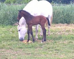 Springpferd Akito Bianco (Westfale, 2016, von Atemlos V)