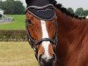 dressage horse Maeterlinck (Trakehner, 1996, from Donaumonarch)