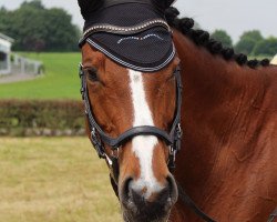 dressage horse Maeterlinck (Trakehner, 1996, from Donaumonarch)