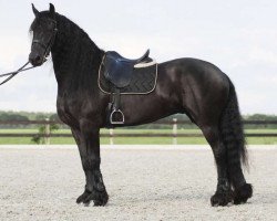 dressage horse Minte (Friese, 2010, from Josey 12)