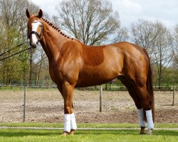 broodmare Duchesse (Hanoverian, 2011, from Danone 4)