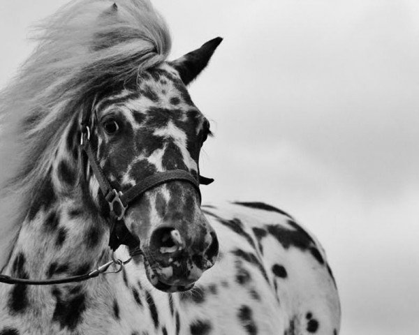 Pferd Dotty (Shetland Pony, 2010)