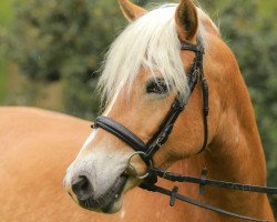 broodmare Noel (Haflinger, 2003, from Nastral)