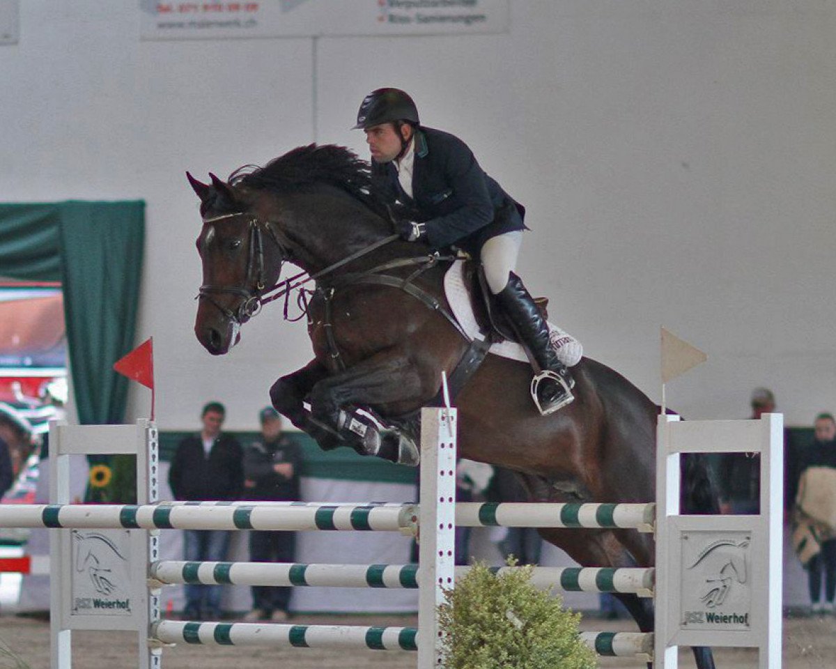 horse Collindro R (Bavarian, 2004, from Collin L)