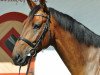 Springpferd Collino V. Schloesslihof CH (Schweizer Warmblut, 2009, von Collindro R)