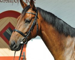 Springpferd Collino V. Schloesslihof CH (Schweizer Warmblut, 2009, von Collindro R)