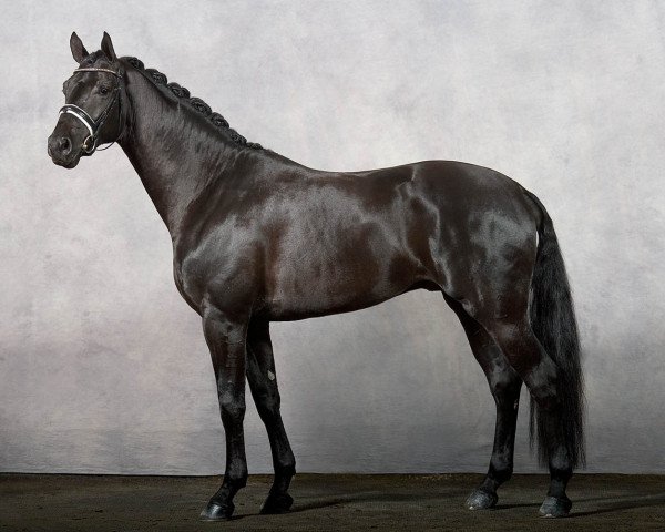 stallion Flore Star (Westphalian,  , from Florestan I)