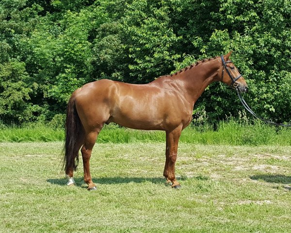 dressage horse Freddy (Hanoverian,  , from Fiorano)