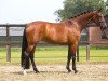 dressage horse Aimé (KWPN (Royal Dutch Sporthorse), 2005, from Sandreo)