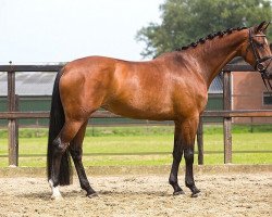 dressage horse Aimé (KWPN (Royal Dutch Sporthorse), 2005, from Sandreo)