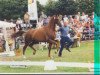 broodmare Weltrose (Westphalian, 2002, from World Magic)