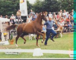 broodmare Weltrose (Westphalian, 2002, from World Magic)