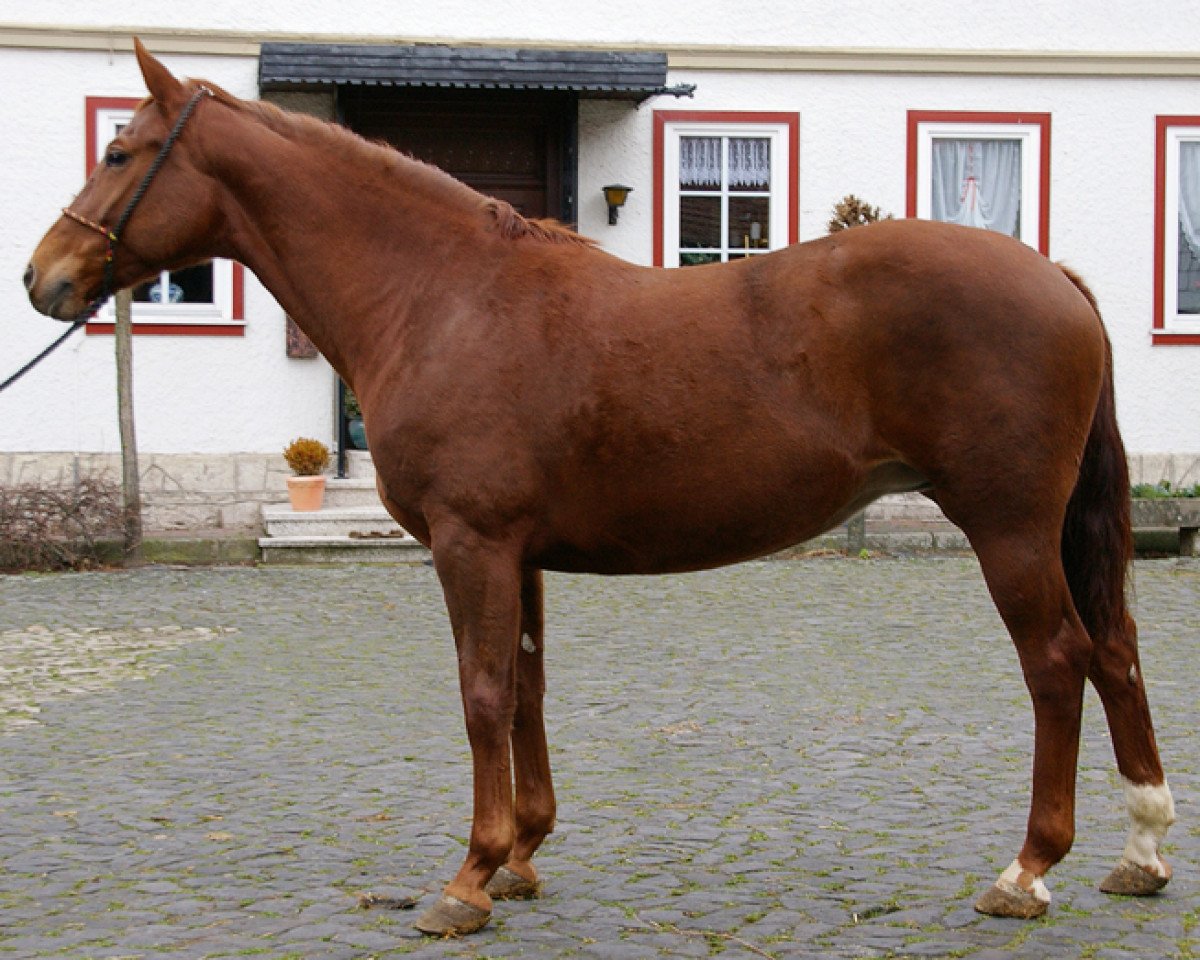 Zuchtstute Fabiola (Hessisches Warmblut, 2000, von Fabriano)