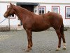 Zuchtstute Fabiola (Hessisches Warmblut, 2000, von Fabriano)