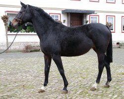 broodmare Rubina (Hanoverian, 1997, from Rubinstein I)