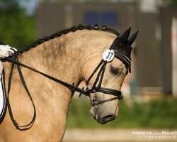 Dressurpferd Ocebio (Welsh-Cob (Sek. D), 2003, von Merlyn Welsh Calibra)