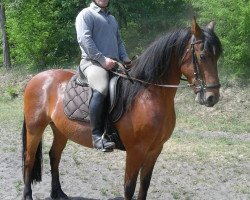 horse Idefix (Friesian-Mix, 2010, from ISAHN ox)