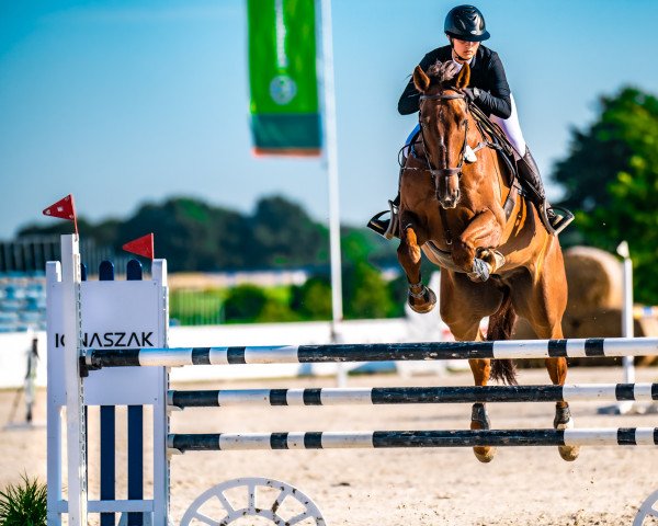 jumper Oscar H D'20 (Belgian Warmblood, 2014, from Kasanova de La Pomme)