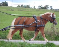 Zuchtstute Balia aus dem Spessart (Dt.Part-bred Shetland Pony, 2011, von Luke von Uda)