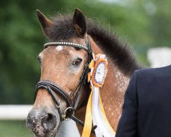 dressage horse Kimba 105 (Knabstrupper, 1992)