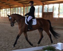 dressage horse Rizzoli (Westphalian, 2008, from Riccio)