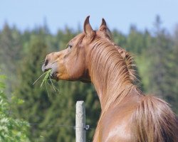 stallion Tawil von der Büreten (Arabian thoroughbred, 2014, from Pitch ox)