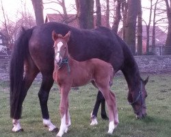 dressage horse Hengst von Cosmopolitan D / Voltaire (German Riding Pony, 2016, from Cosmopolitan NRW)