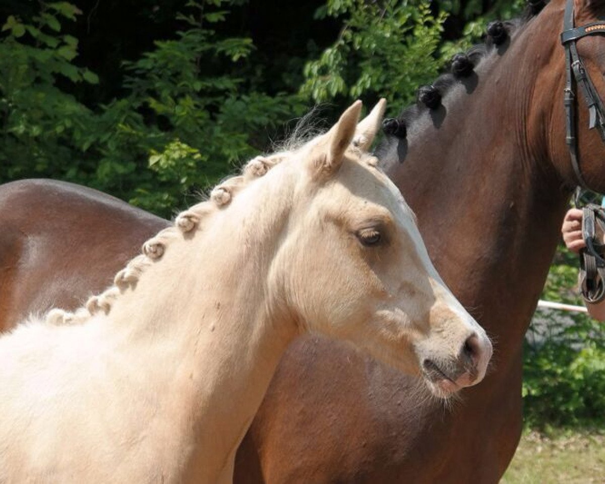 stallion Golden Star (German Riding Pony, 2016, from Movie Star)